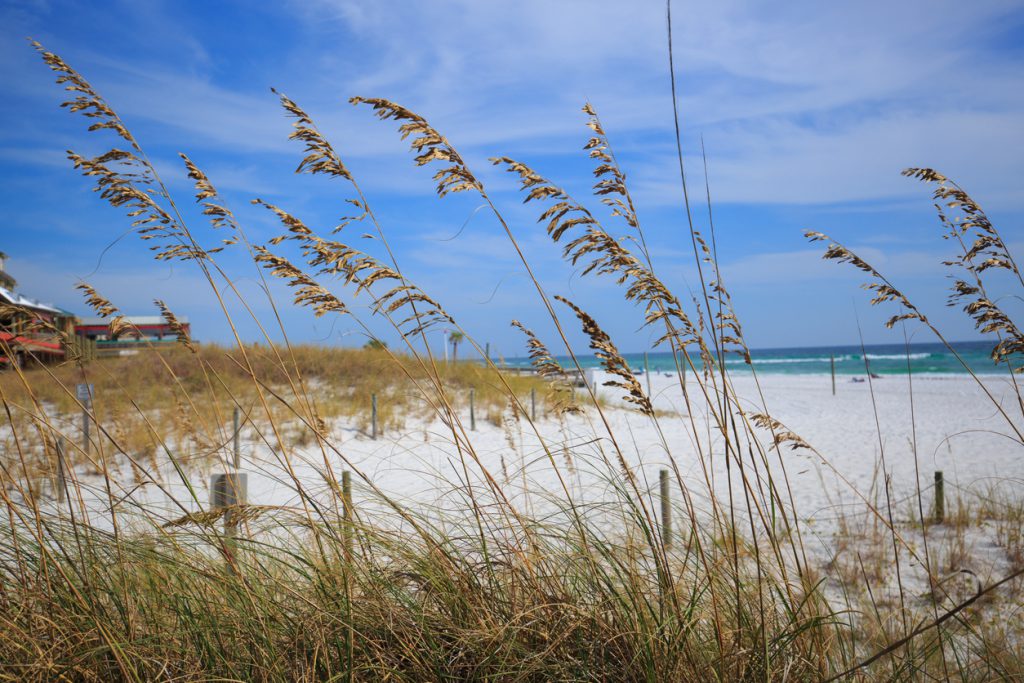 Wild grasses on Henderson state park beach sea coast. Beautiful summer landscape